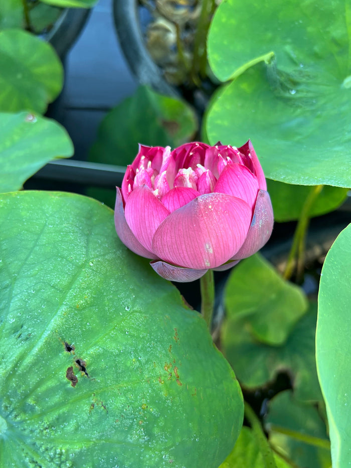 Purple Ribbon Gold Seal Lotus (Bare Root)