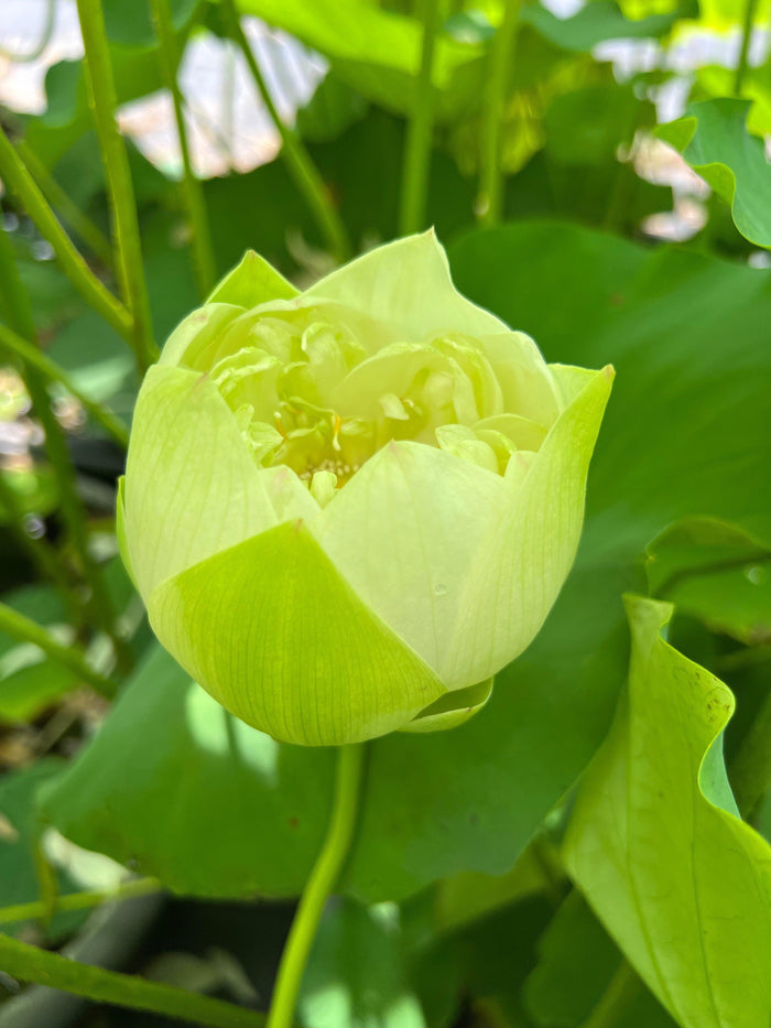 Puzhehei White Lotus (Bare Root) - Play It Koi
