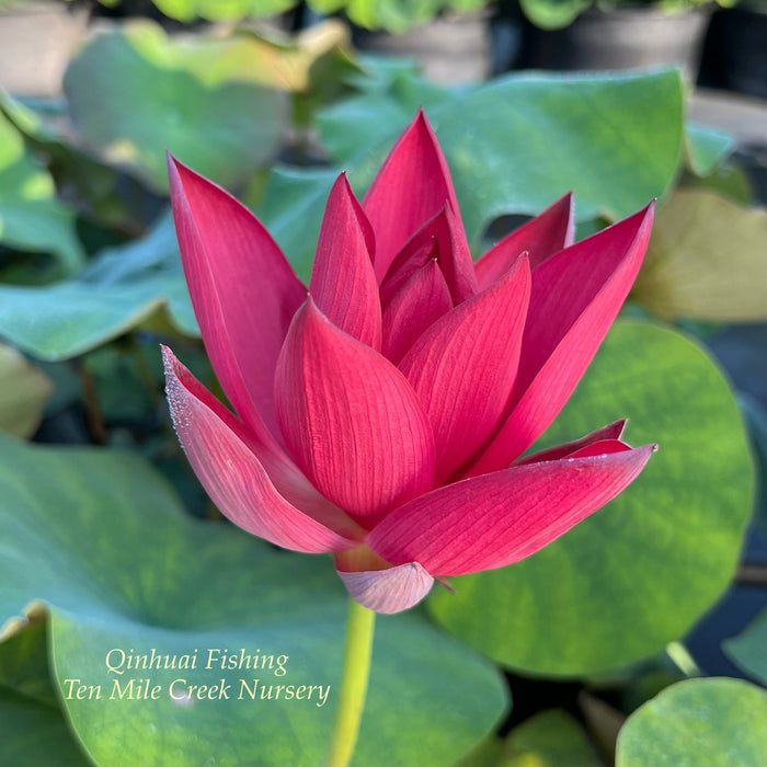 Qinhuai Fishing Brilliant Red Lotus (Bare Root)