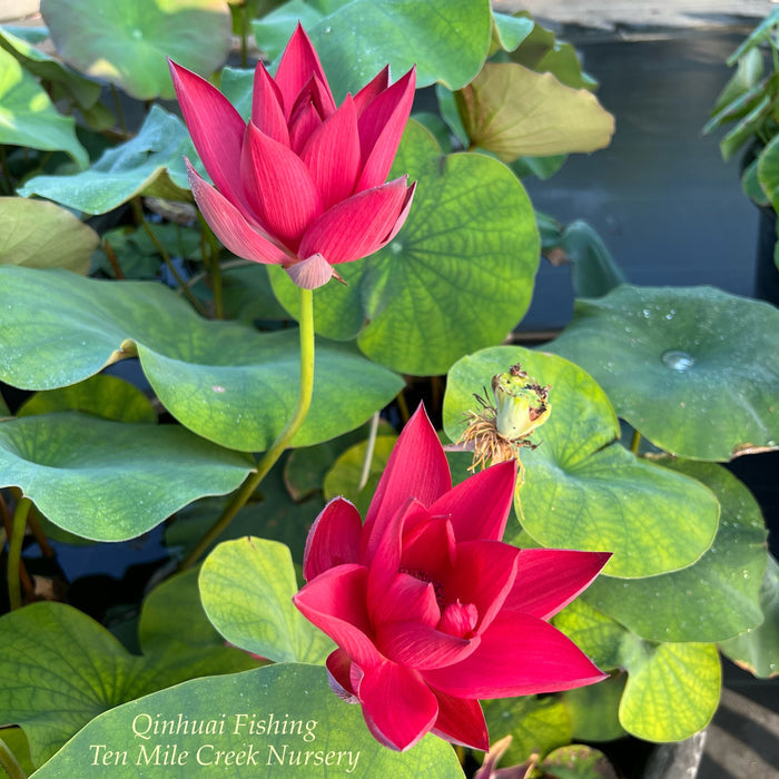 Qinhuai Fishing Brilliant Red Lotus (Bare Root)