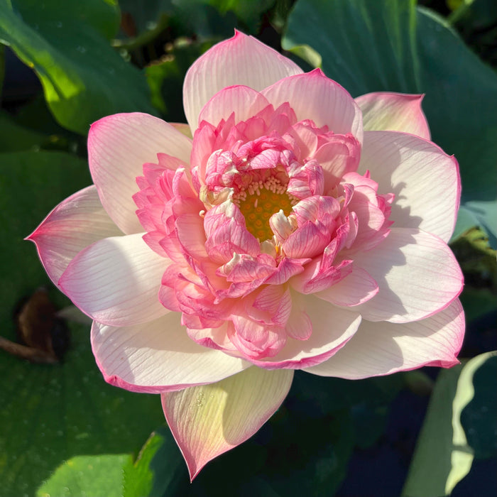 Rain in Hometown Lotus (Bare Root)