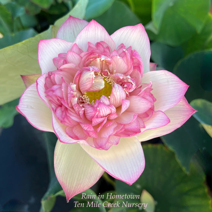 Rain in Hometown Lotus (Bare Root)