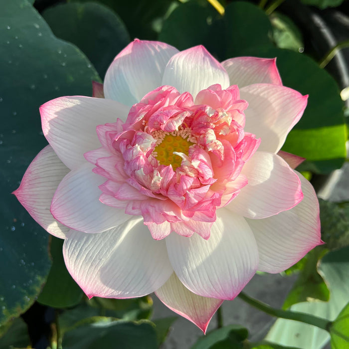 Rain in Hometown Lotus (Bare Root)