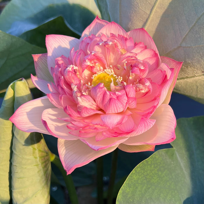 Rain in Hometown Lotus (Bare Root)