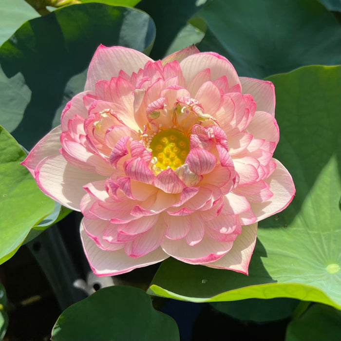 Rain in Hometown Lotus (Bare Root)