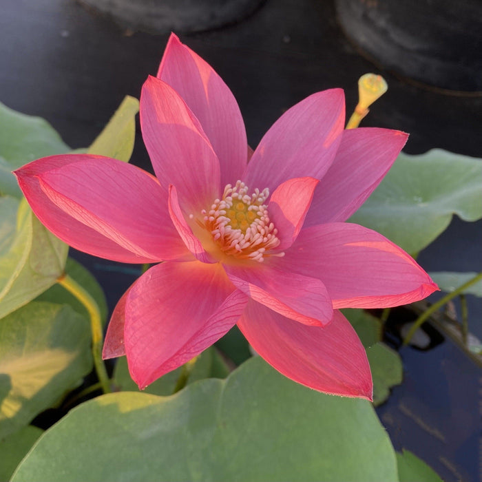 Red Doll - Small but Sassy Lotus (Bare Root) - Play It Koi