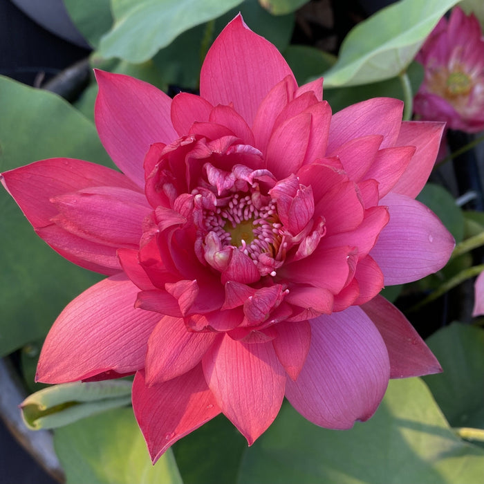 Red Dragonfly 14 Lotus (Bare Root)