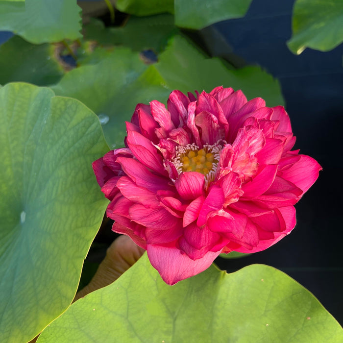 Red Flag Dark Red Lotus (Bare Root)