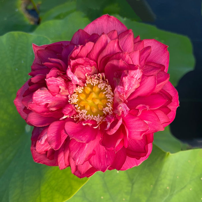 Red Flag Dark Red Lotus (Bare Root)