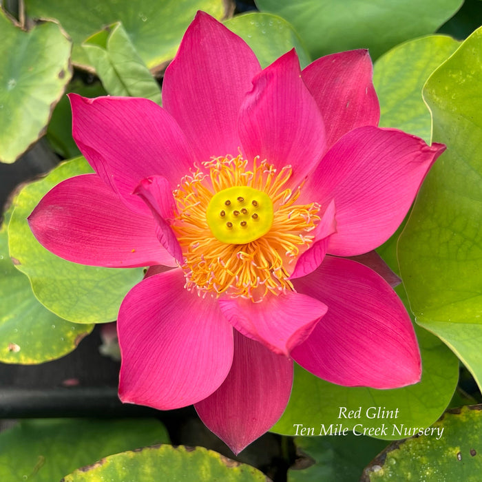 Red Glint Mini Lotus (Bare Root)