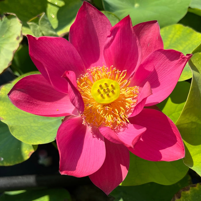 Red Glint Mini Lotus (Bare Root)