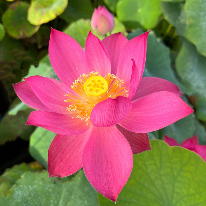 Red Morning Cloud Lotus (Bare Root) - Play It Koi