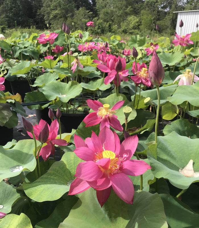 Red Sun 14B Lotus (Bare Root) - Play It Koi