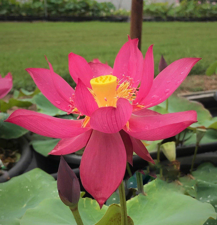 Red Sun 14B Lotus (Bare Root) - Play It Koi