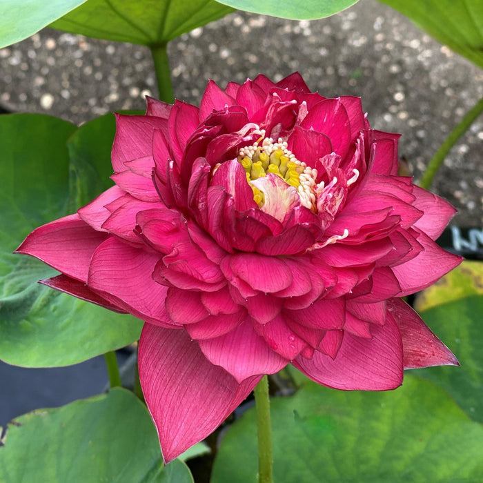 Red Symphony Lotus (Bare Root) - Play It Koi