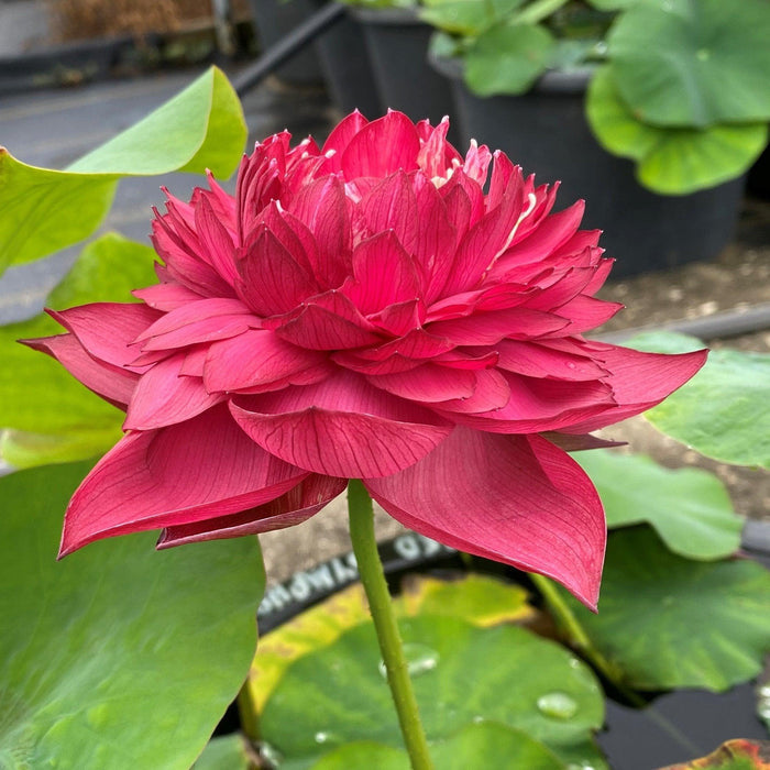 Red Symphony Lotus (Bare Root) - Play It Koi