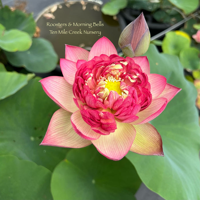 Roosters & Morning Bells Lotus (Bare Root)