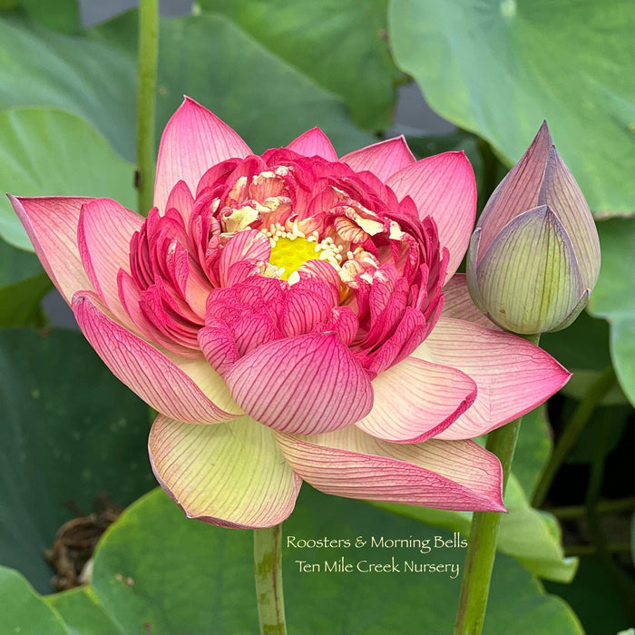 Roosters & Morning Bells Lotus (Bare Root)