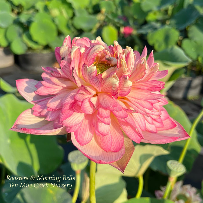Roosters & Morning Bells Lotus (Bare Root)