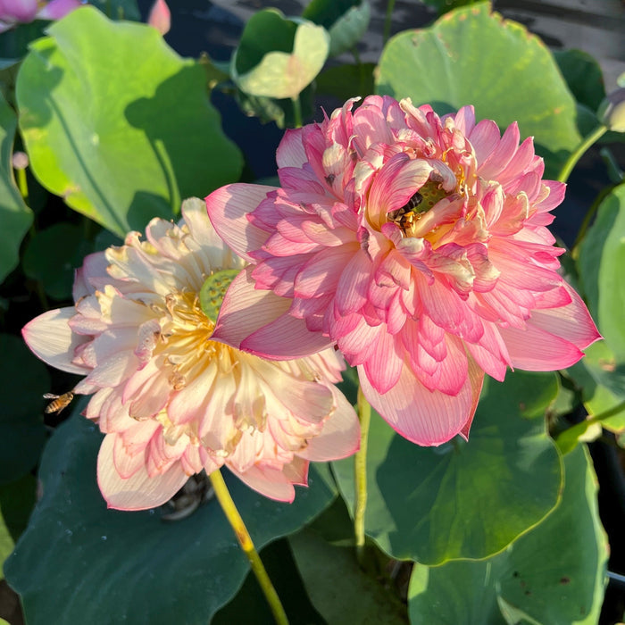 Roosters & Morning Bells Lotus (Bare Root)