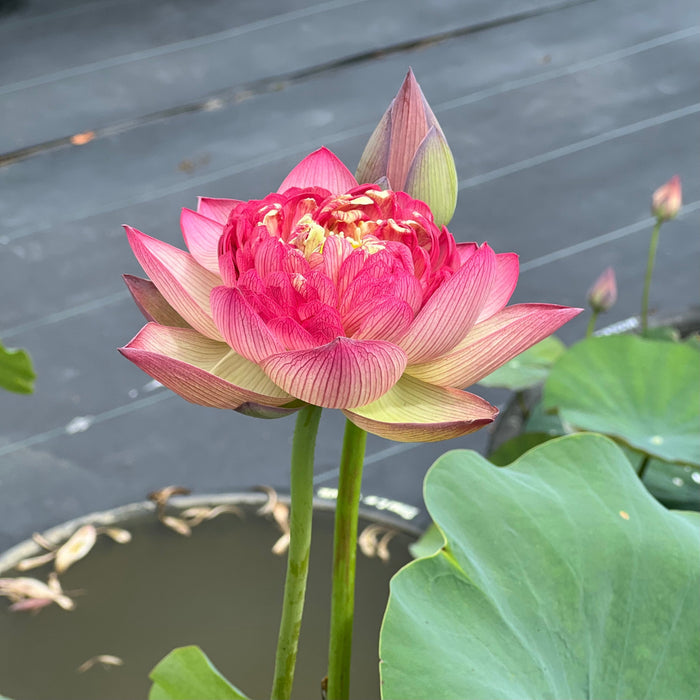 Roosters & Morning Bells Lotus (Bare Root)