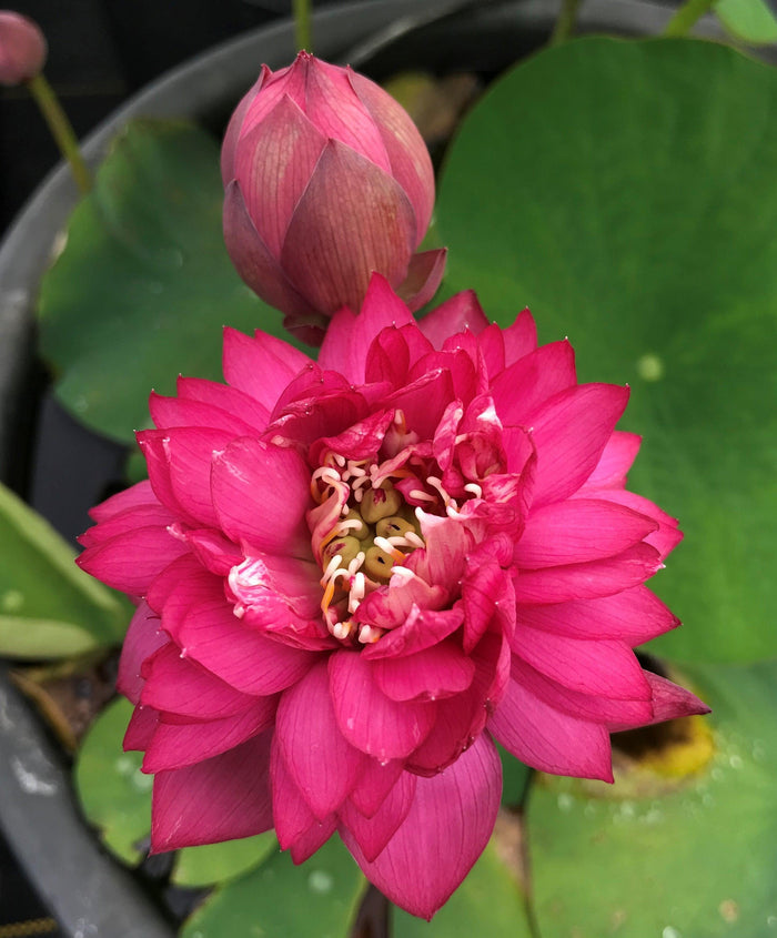 Rose Red Lotus (Bare Root) - Play It Koi