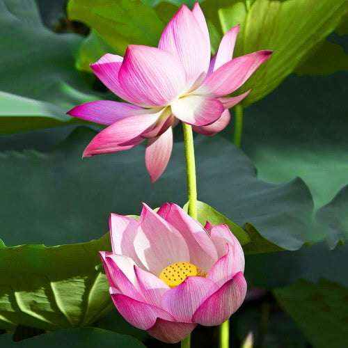 Rosy Clouds Lotus (Bare Root)