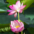 Rosy Clouds Lotus (Bare Root)