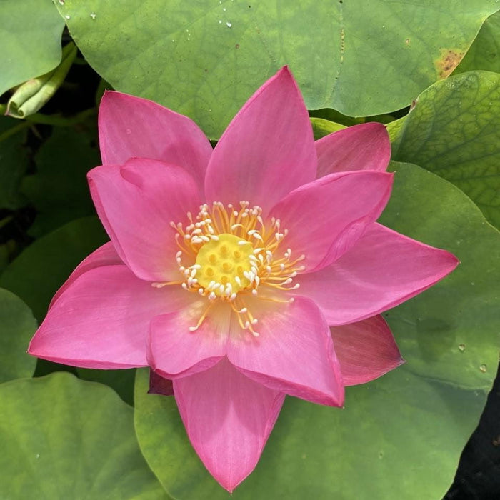 Rosy Clouds Lotus (Bare Root)