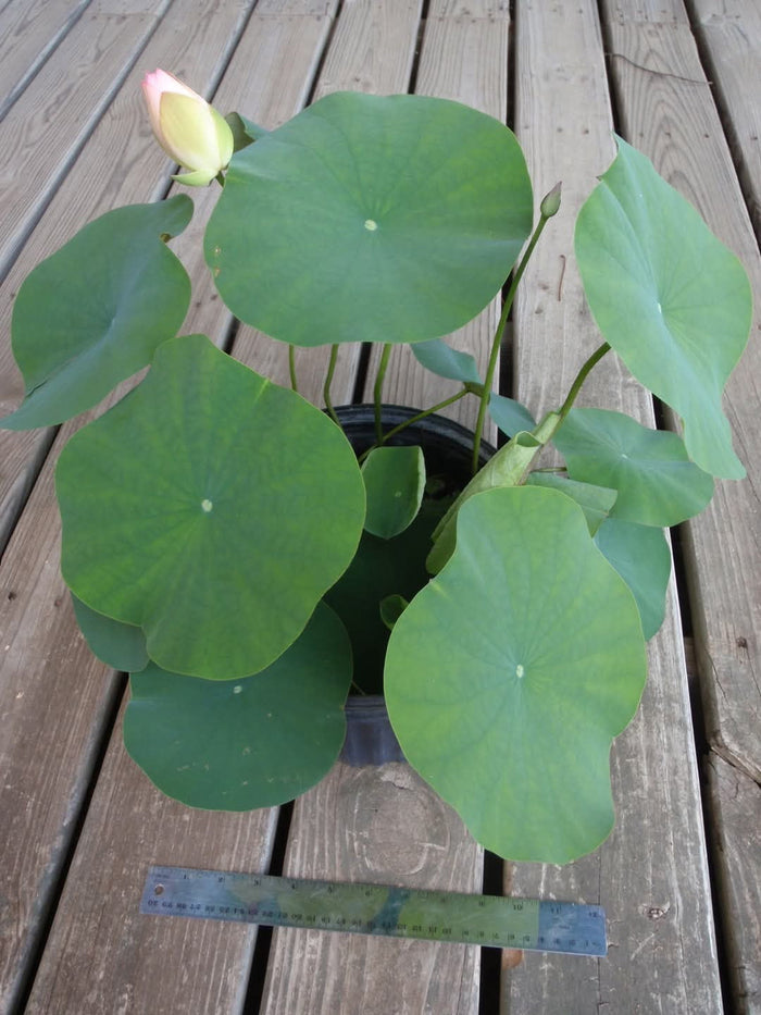Rosy Clouds Lotus (Bare Root)