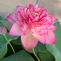Rosy Red Duplicate Lotus (Bare Root) - Play It Koi