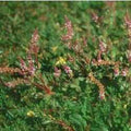 Rotala Indica - Pink Sprite (Bare Root) - Play It Koi
