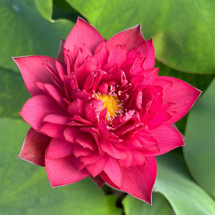 Rubies & Pearls - Deep, Dark Red Lotus (Bare Root) - Play It Koi