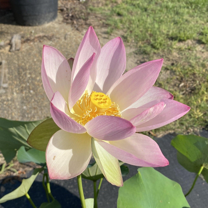 Ruby Gardner - A Piece of Alabama History Lotus (Bare Root) - Play It Koi