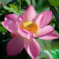 Ruby Slipper - There's No Place Like Home Lotus (Bare Root) - Play It Koi