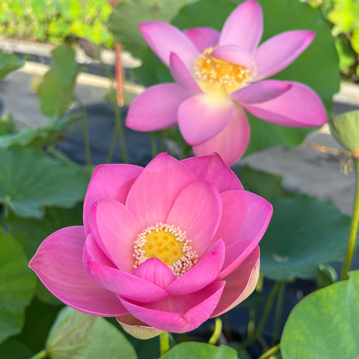 Ruby Slipper - There's No Place Like Home Lotus (Bare Root) - Play It Koi
