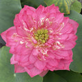Chinese Red Ruijin - Ten Mile Creek Nursery
