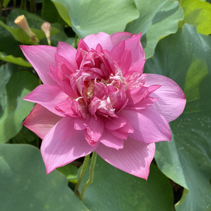 Chinese Red Ruijin - Ten Mile Creek Nursery