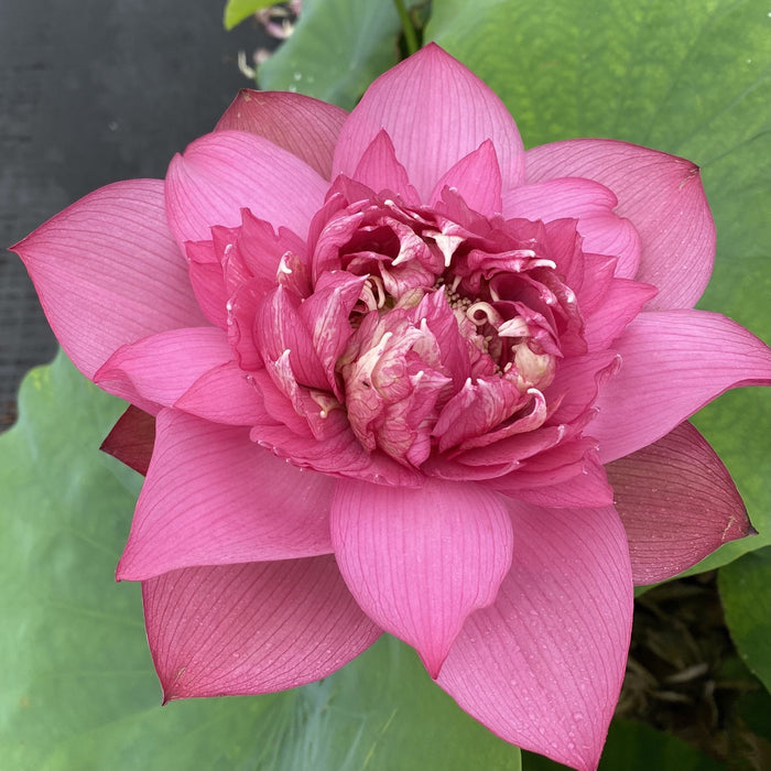 Chinese Red Ruijin - Ten Mile Creek Nursery