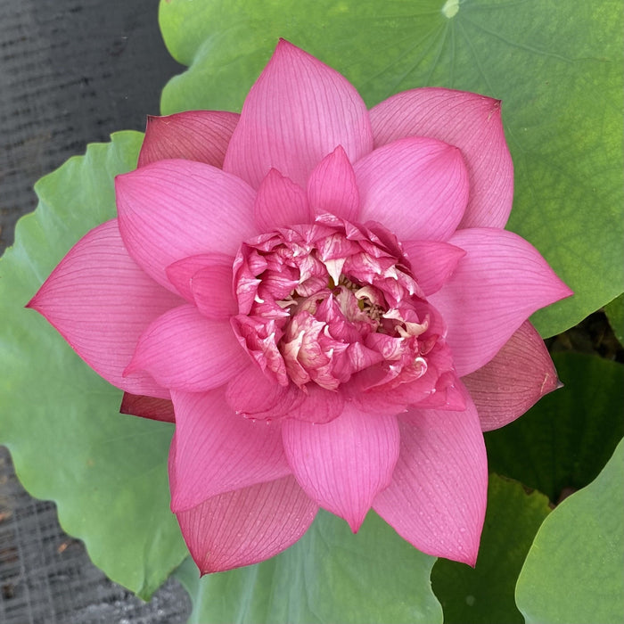 Chinese Red Ruijin - Ten Mile Creek Nursery