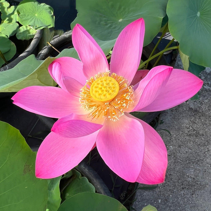 Russian Red Lotus (Bare Root) - Play It Koi