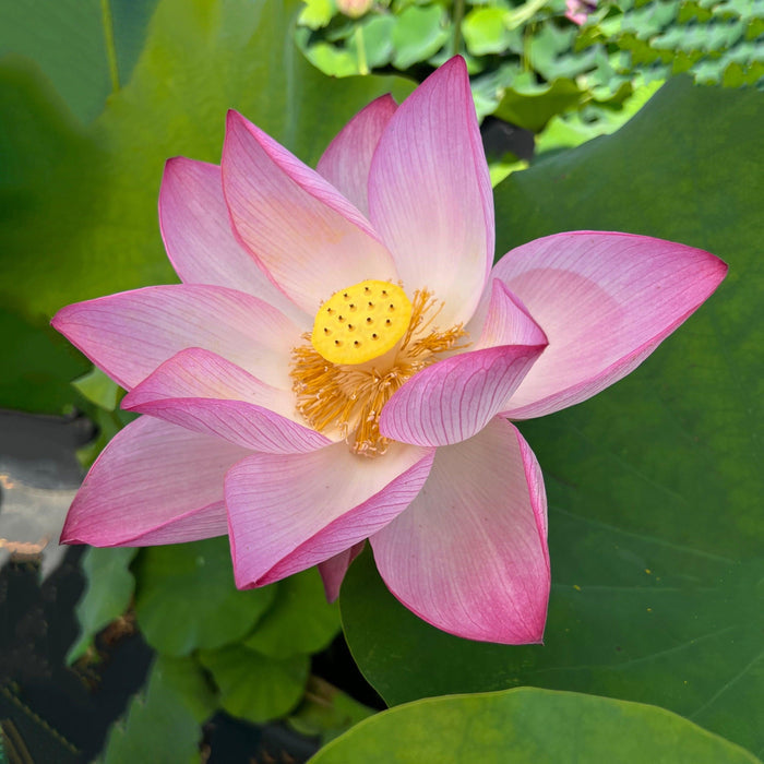 Sacred Lotus (Bare Root) - Play It Koi