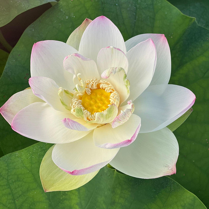 Sacred Lotus (Bare Root) - Play It Koi