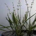Sagittaria Spp. 'Rubrum' - Dwarf Red Stemmed Sagittaria (Bare Root) - Play It Koi