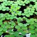 Salvinia Minima - Mini Water Velvet (Bare Root) - Play It Koi