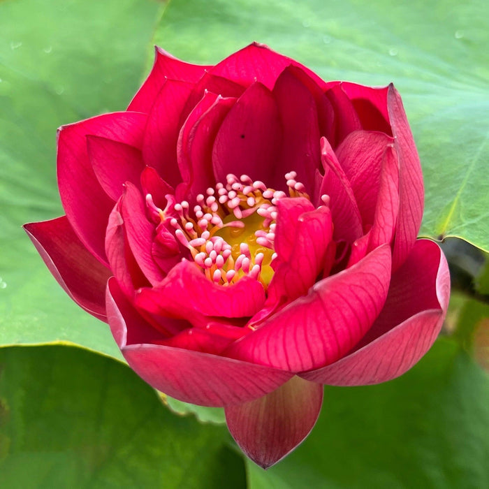 Scarlet Lady Lotus (Bare Root) - Play It Koi