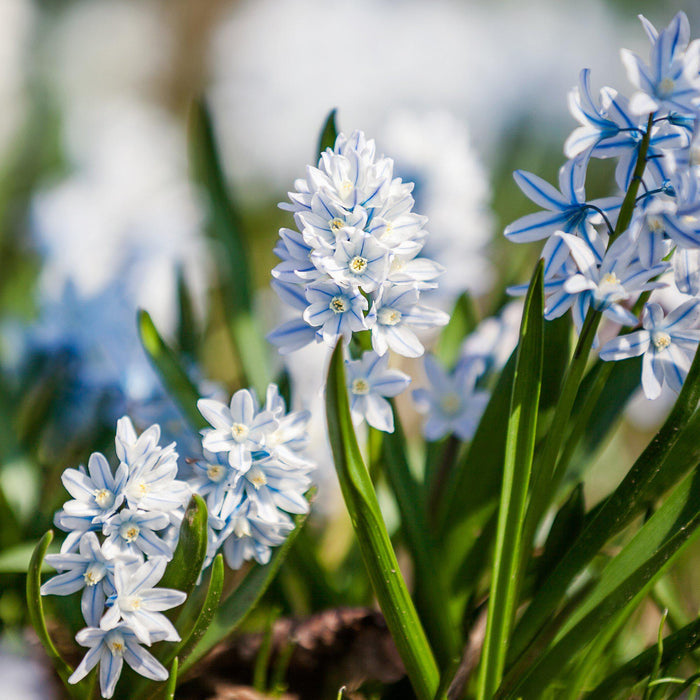 Shot of planted striped squill