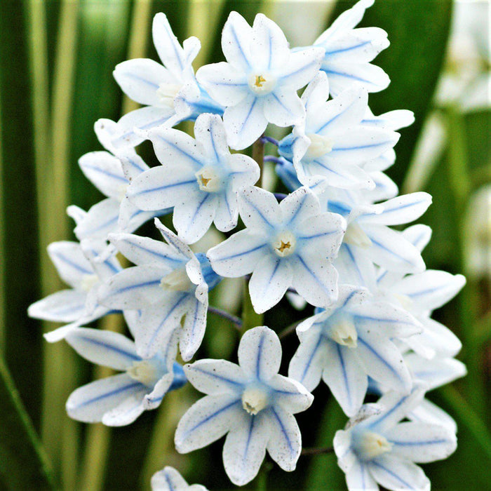 Blue Striped Pushkinia Flowers