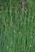 Scirpus Americanus - Three Square Rush