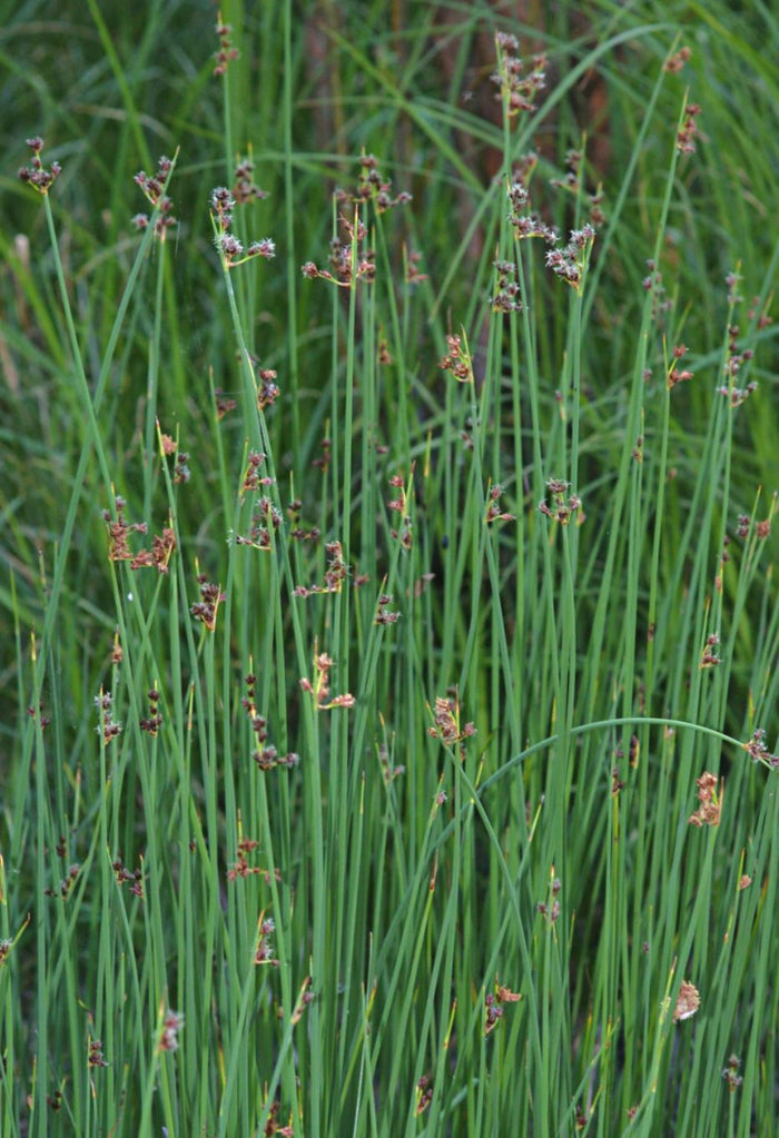 Scirpus Americanus - Three Square Rush